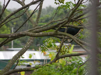 Close-up of tree branch against sky