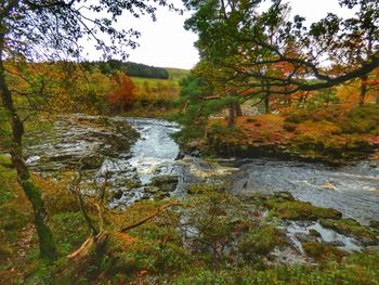 Stream amidst trees in forest during autumn