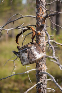 Close-up of abandoned kettle on branch