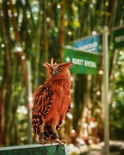 Close-up of a bird