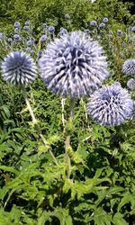 Close-up of flowers blooming in field