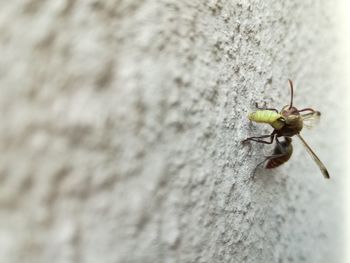 Close-up of housefly