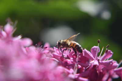 Close-up of bee pollinating on pink flower