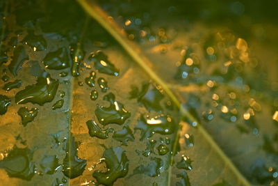 Full frame shot of raindrops on plant