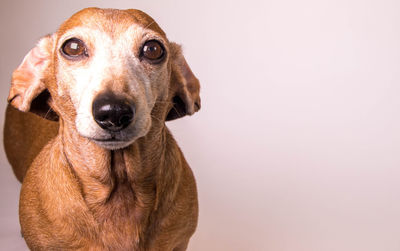 Close-up portrait of dog against white background