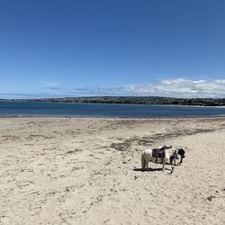 Horses standing on beach against sea and blue sky