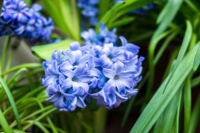 Close-up of purple flowering plant