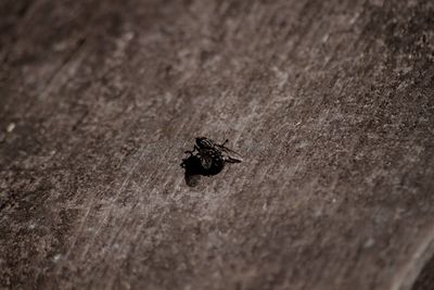 High angle view of fly on leaf