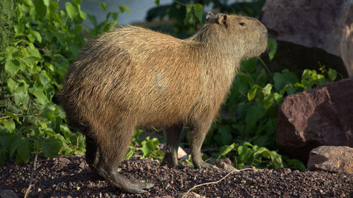 Capybara standing in a field