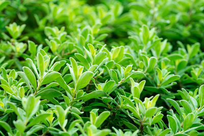 Full frame shot of plants growing on field