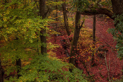 Trees in forest during autumn