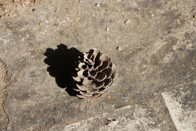 High angle view of shells on rock