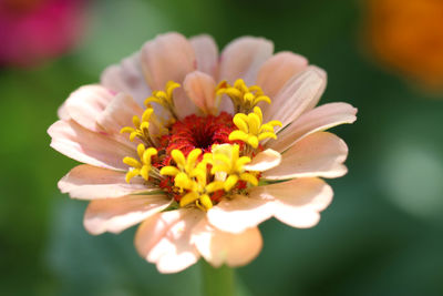 Close-up of flower against blurred background