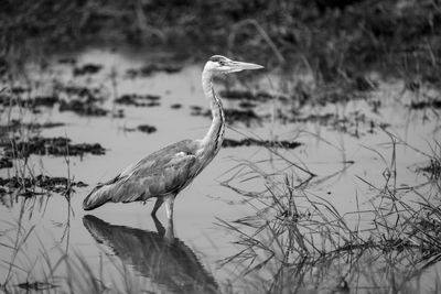 Gray heron standing in lake