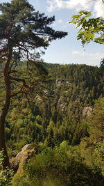 Scenic view of forest against sky