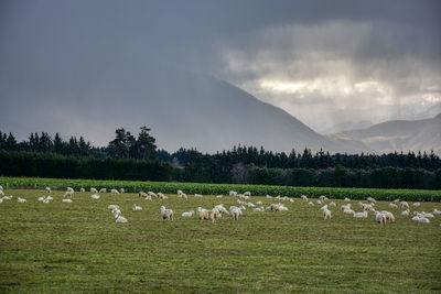 Flock of sheep in a field