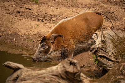 Red river hog having a drink