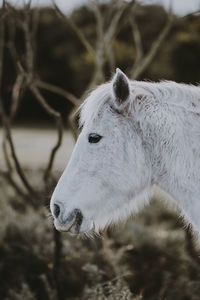 Close-up of a horse on field