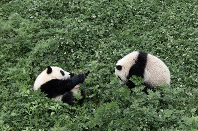 View of two panda bears on ground