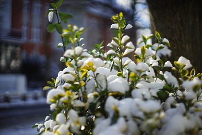 Close-up of flowers on tree
