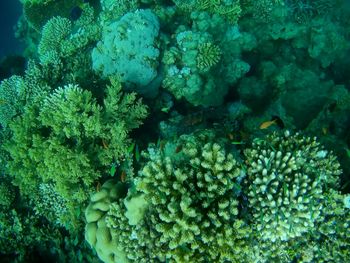 Close-up of fish swimming in sea