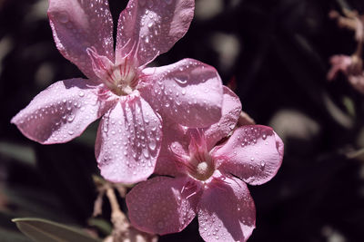 Close-up of wet purple flower