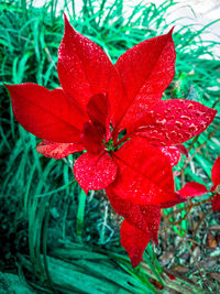 Close-up of red hibiscus blooming outdoors