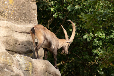 Zurich, switzerland, september 3, 2023 alpine ibex in a wildlife park