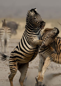 View of zebras