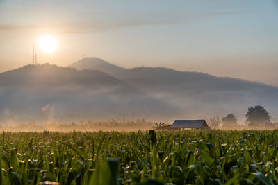 Scenic view of field against sky during sunset