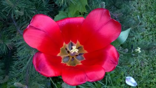 High angle view of flower blooming outdoors