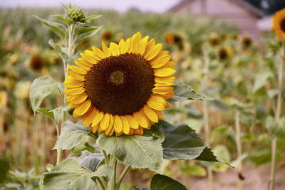 Close-up of sunflower