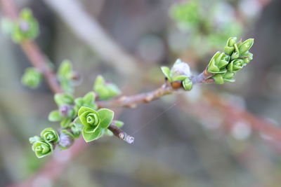 Close-up of flowering plant