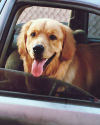 Portrait of dog in car