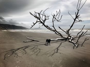 Bare tree on beach against sky