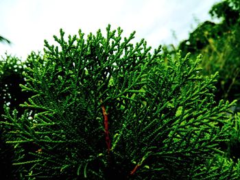 Close-up of plant growing on field