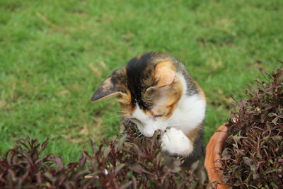 View of a cat on field