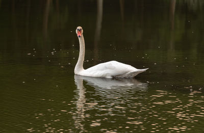 Swan swimming in lake