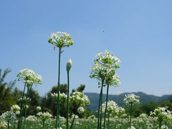 Close-up of flowering plant against blue sky