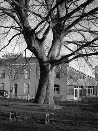 Bare tree against built structure