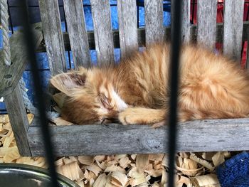 Cat sleeping in a fence