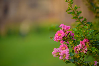 Close-up of pink flowering plant