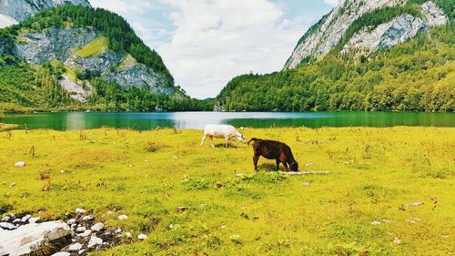 Side view of cows grazing on field by lake against mountains