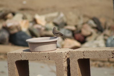 Close-up of bird perching on metal