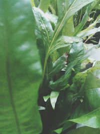 Close-up of green plant