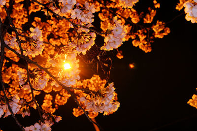 Close-up of flower tree against sky at night