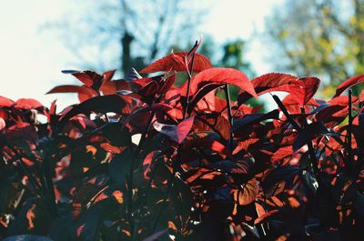 Low angle view of red maple leaves on tree