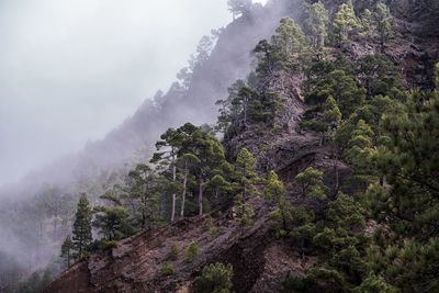 Scenic view of forest against sky