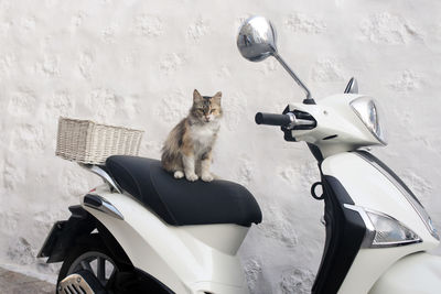 A street cat on top of a scooter in the island of patmos, greece