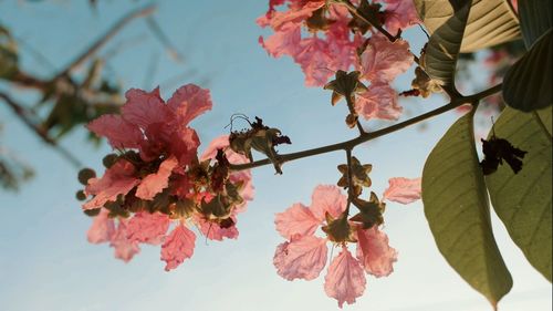 Close-up of insect on pink flowering plant